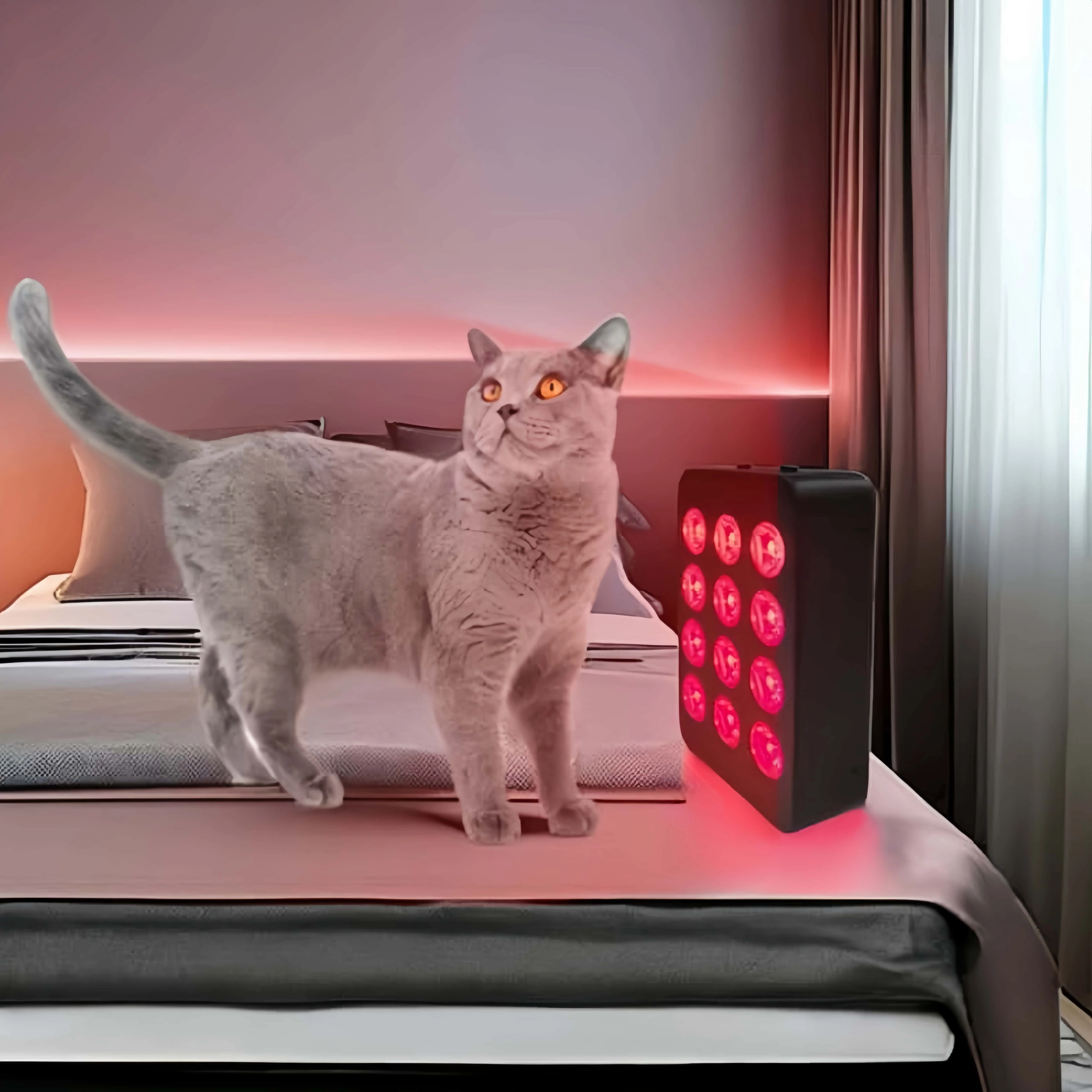 OEM ODM Handheld 660nm 850nm Red Infrared Light Lamp PDT Machine Infrared Device 60W LED Red Light Therapy Face Panel AL60
OEM ODM Handheld 660nm 850nm Red Infrared Light Lamp PDT Machine Infrared Device 60W LED Red Light Therapy Face Panel AL60