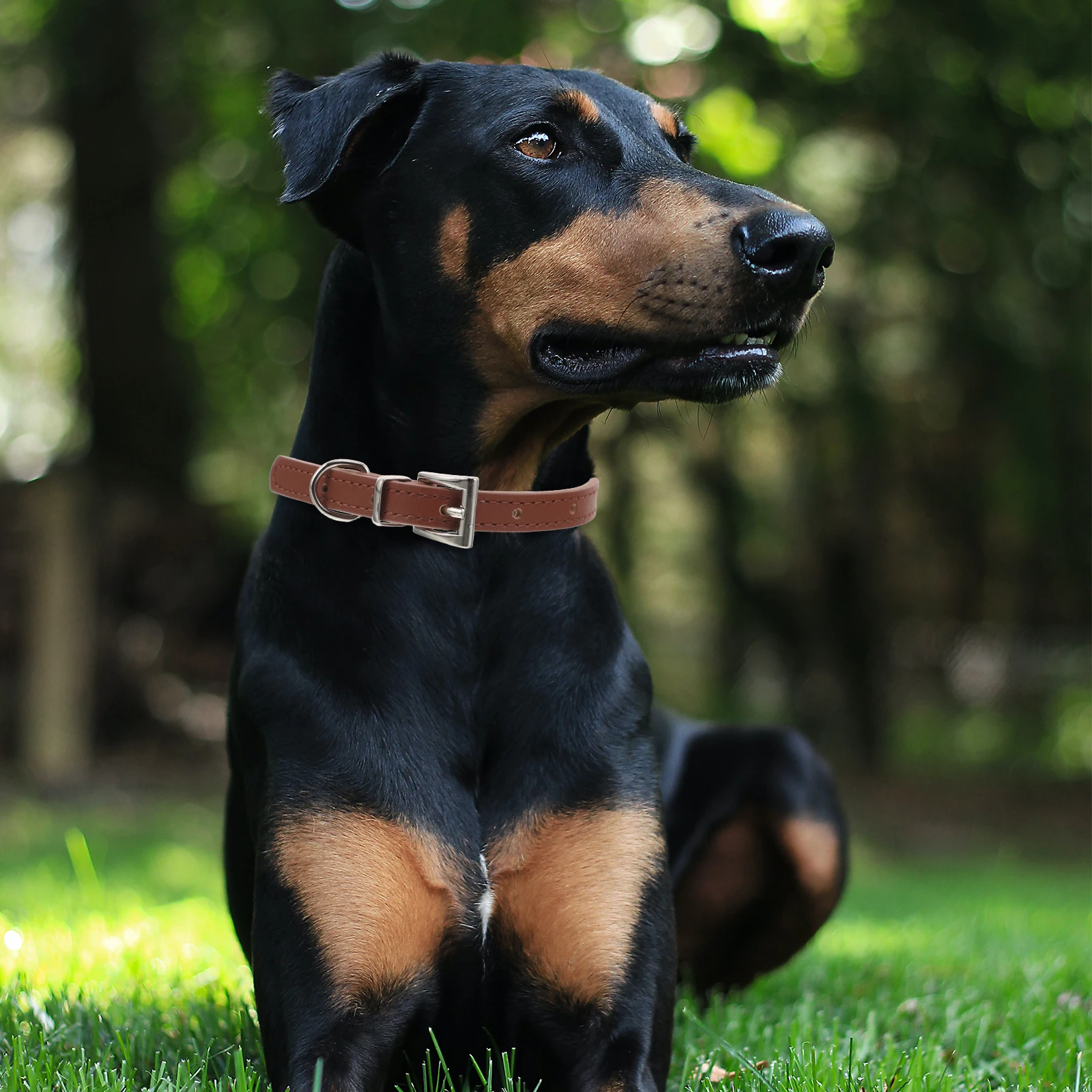 Soft Adjustable Puppy Dog Small Cat Necklace Lightweight Durable Accessories Stylish Comfortable Fit Buckle Outdoor Adventures S
Soft Adjustable Puppy Dog Small Cat Necklace Lightweight Durable Accessories Stylish Comfortable Fit Buckle Outdoor Adventures S
