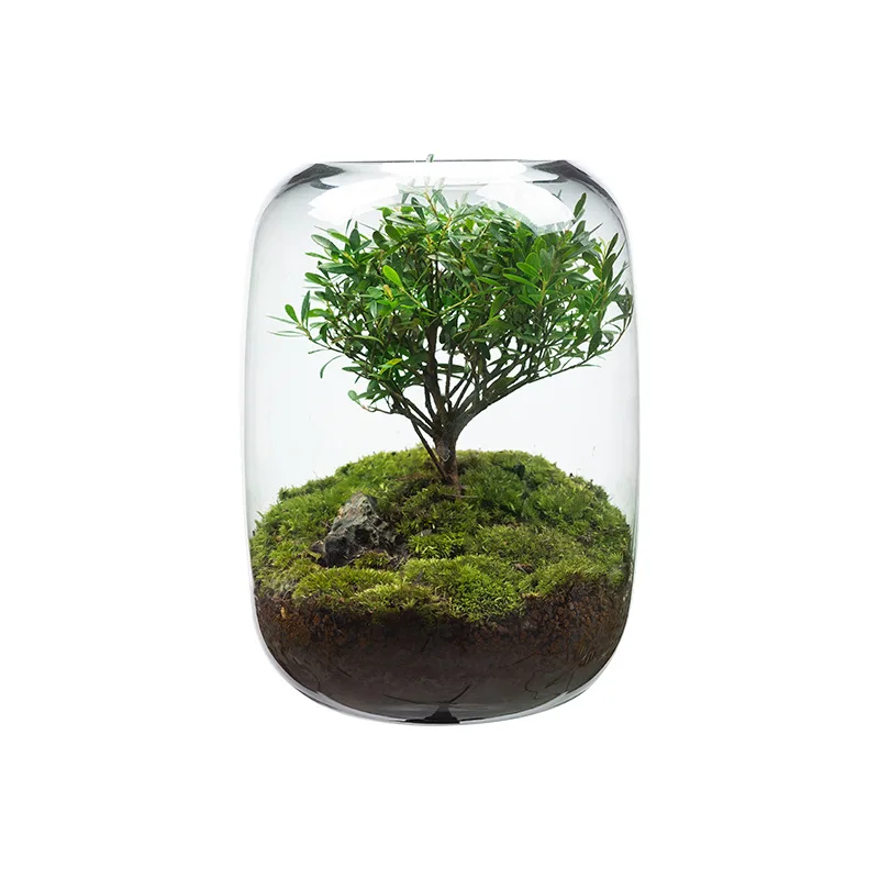 Creative desktop micro-landscape vase DIY green plant ecological moss lazy landscaping vase modern simple vase 
Creative desktop micro-landscape vase DIY green plant ecological moss lazy landscaping vase modern simple vase