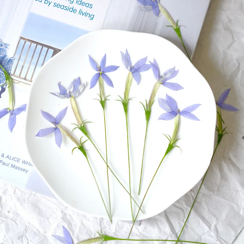 100Pcs Colorful Star Flower Pressed Flower Specimens Plant Specimens Pressed Flower Art Handmade Materials Bookmarks Desk Lamp Beauty Children's Stickers Stars
100Pcs Colorful Star Flower Pressed Flower Specimens Plant Specimens Pressed Flower Art Handmade Materials Bookmarks Desk Lamp Beauty Children's Stickers Stars