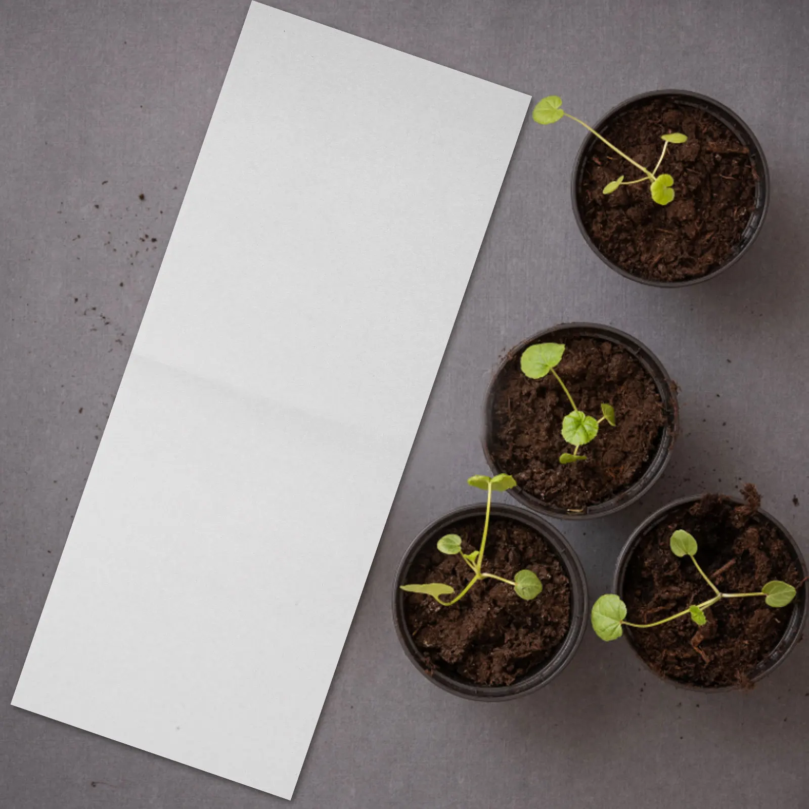100 pcs Germinating Papers for Seedling Tray Durable Moisturizing Leak Proof Sprout Growing Accessories Nursery Gardening
100 pcs Germinating Papers for Seedling Tray Durable Moisturizing Leak Proof Sprout Growing Accessories Nursery Gardening