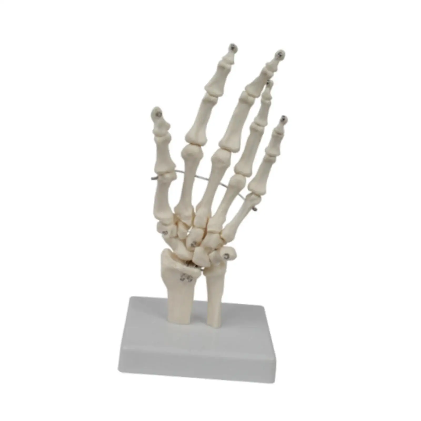 Human Hand Joint Model Easy to Carry Sturdy Education Educational Anatomy Model for Research Teaching Explanation Learning
Human Hand Joint Model Easy to Carry Sturdy Education Educational Anatomy Model for Research Teaching Explanation Learning
