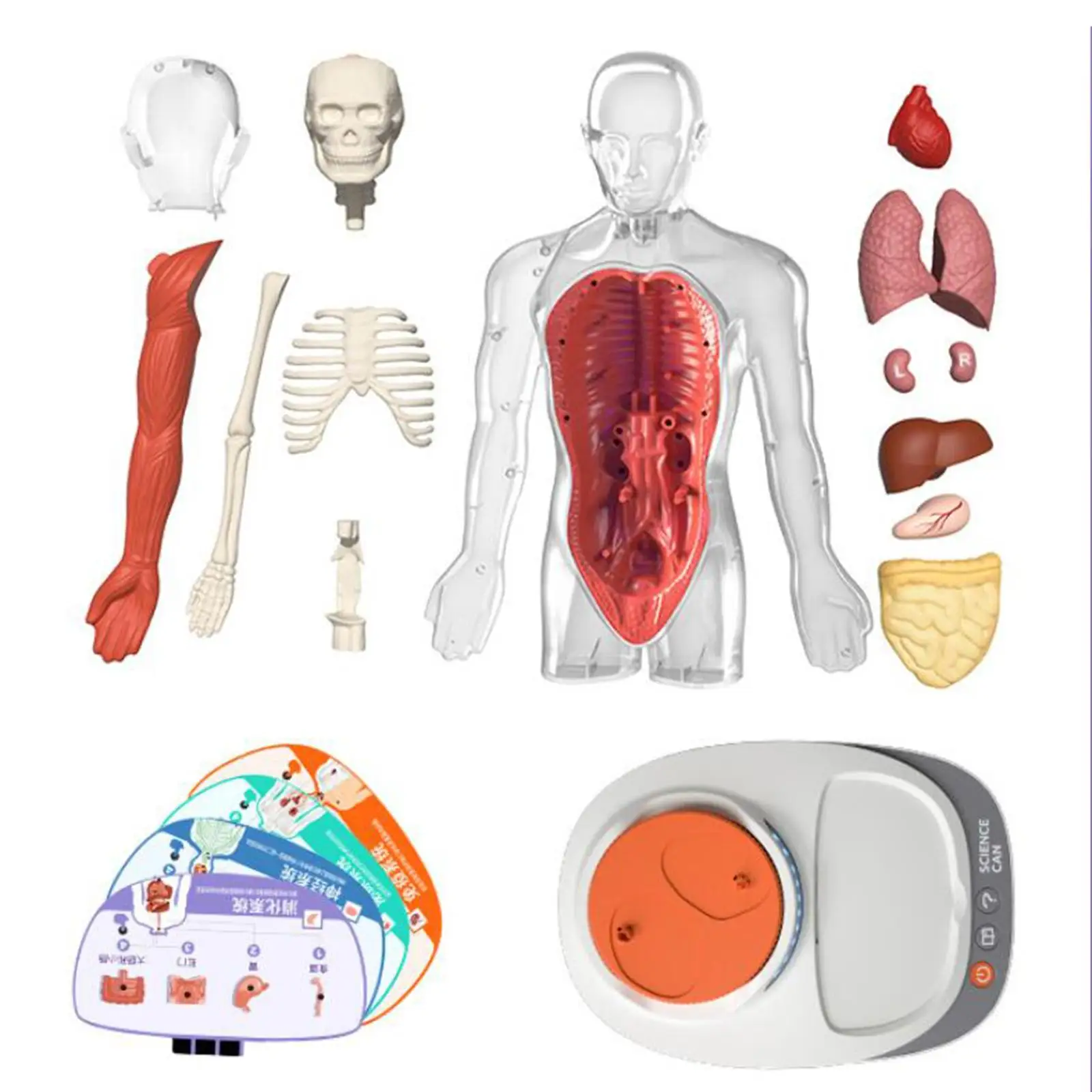 Human Body Model for Kids Classroom Demonstration Rotatable Human Body Puzzle Kits for Kids Model for Study Class Students