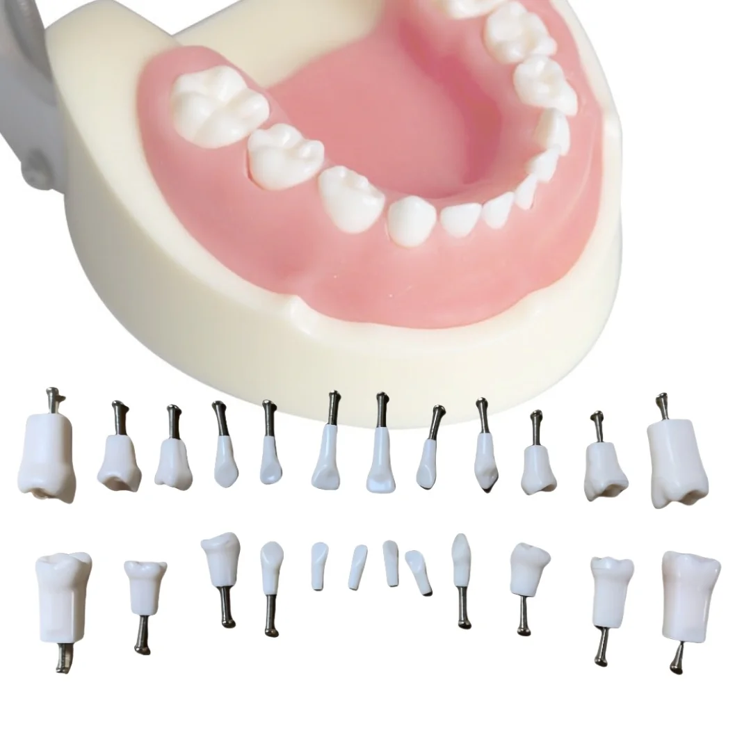 24pcs Kids Teeth Model Dental Teaching Model Tooth Preparation Practice Model Pediatric Dentistry Training Model for Dental
24pcs Kids Teeth Model Dental Teaching Model Tooth Preparation Practice Model Pediatric Dentistry Training Model for Dental