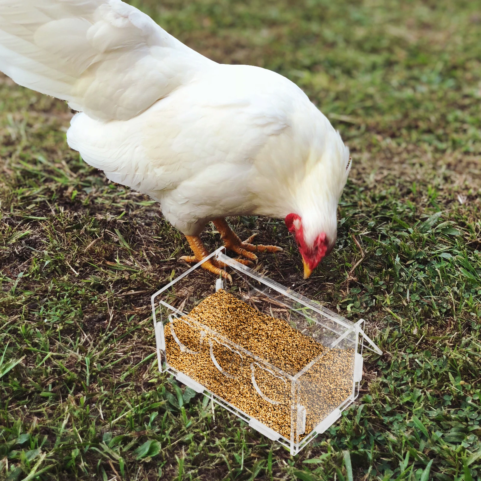 Acrylic Pet Feeding Box Transparent Hamster Food Container Budgerigar Grain Storage Bowl Rutin Chicken Feeder Lightweight
Acrylic Pet Feeding Box Transparent Hamster Food Container Budgerigar Grain Storage Bowl Rutin Chicken Feeder Lightweight