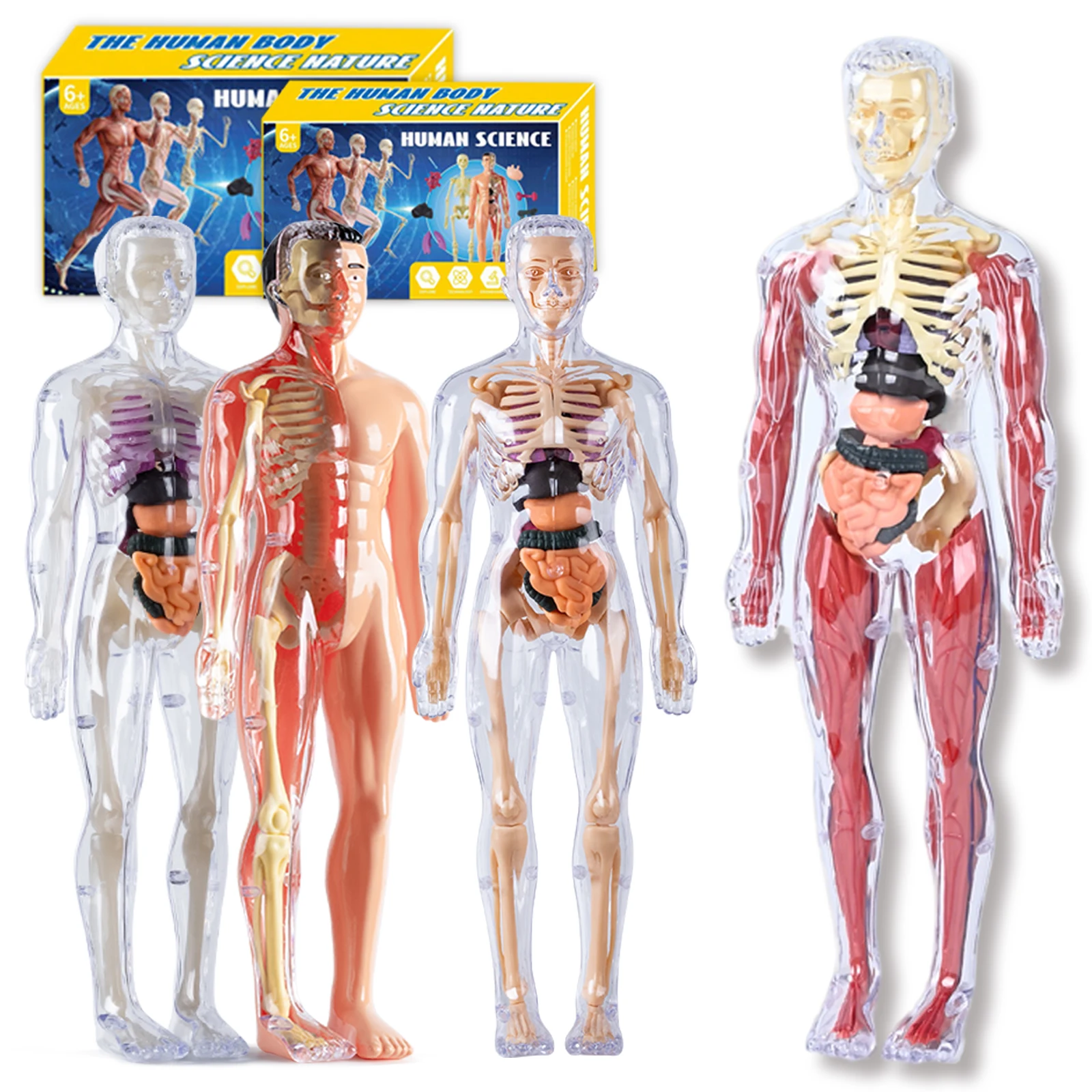 Human Body Structure Model, Organs, Bones, Detachable Assembly, Biological Anatomy, Medicine, 3D Body Organs, Children'S Toys
Human Body Structure Model, Organs, Bones, Detachable Assembly, Biological Anatomy, Medicine, 3D Body Organs, Children'S Toys