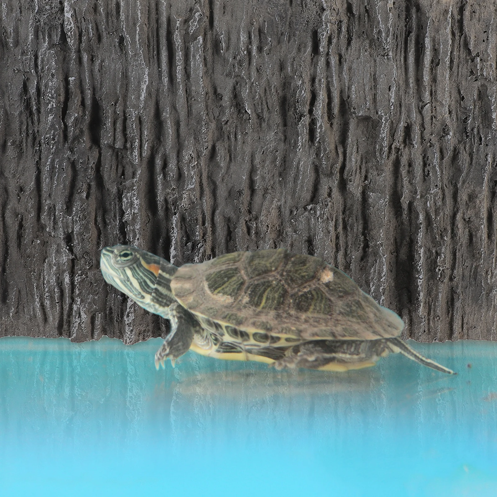 3D Aquarium Background Board Fish Tank Reptile Terrarium Decoration Durable Vertical Pattern Lifelike Realistic Easy to Install
3D Aquarium Background Board Fish Tank Reptile Terrarium Decoration Durable Vertical Pattern Lifelike Realistic Easy to Install