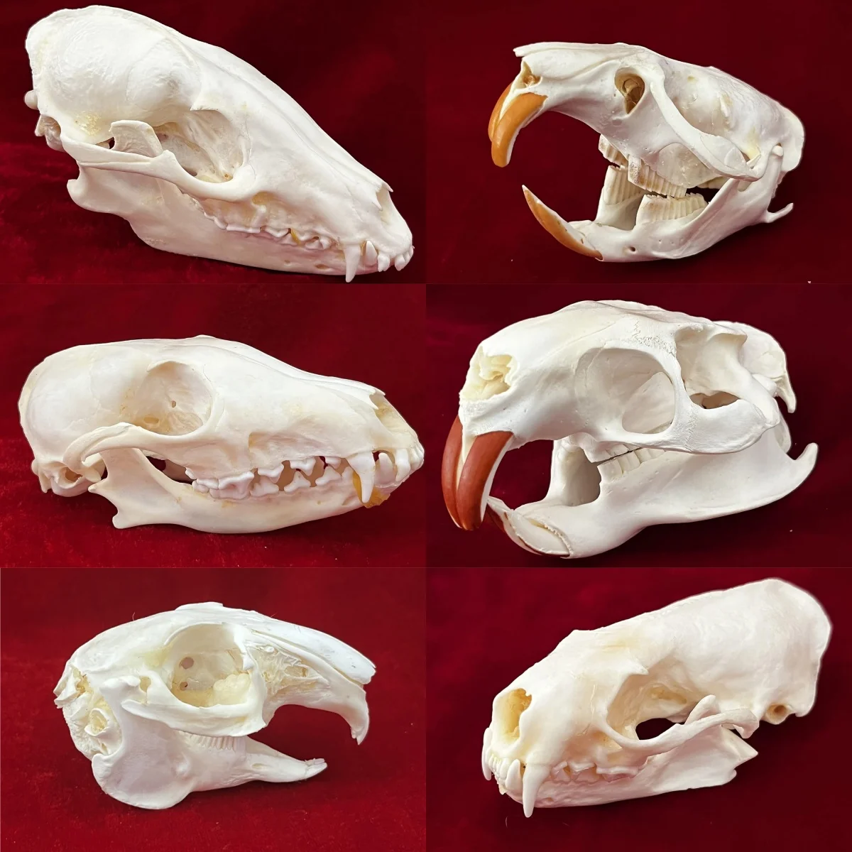 1/2/5/10Pcs Exquisite Collection of Real Skull Animal Bones for Craft, Home Decor, Specimen Collectibles Study,Special Gifts DIY
1/2/5/10Pcs Exquisite Collection of Real Skull Animal Bones for Craft, Home Decor, Specimen Collectibles Study,Special Gifts DIY