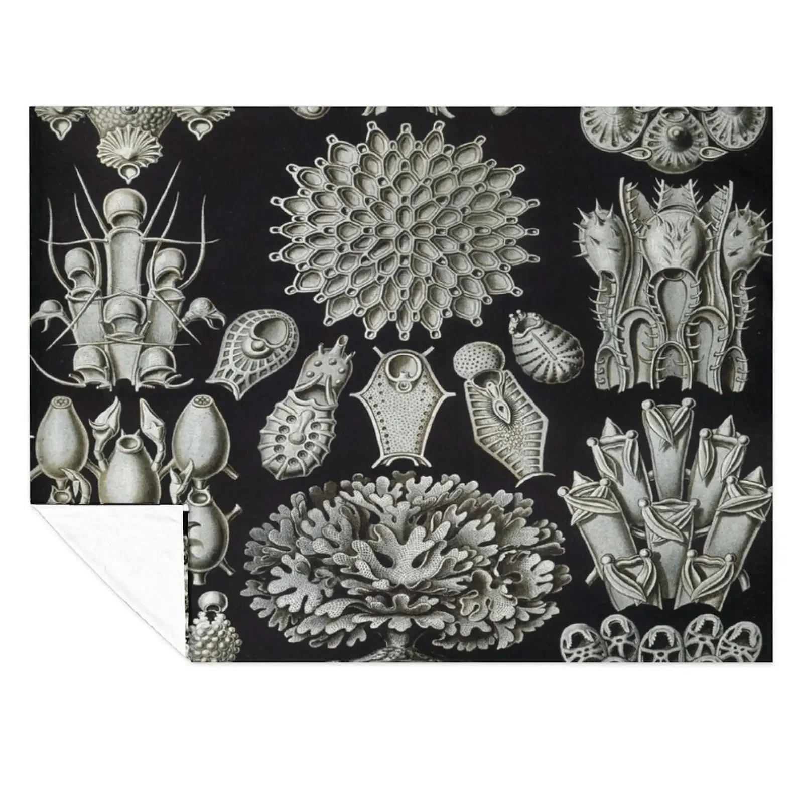 Одеяло с рисунком Haeckel Bryozoa 33, одеяла и декоративные диваны, детские одеяла
Одеяло с рисунком Haeckel Bryozoa 33, одеяла и декоративные диваны, детские одеяла