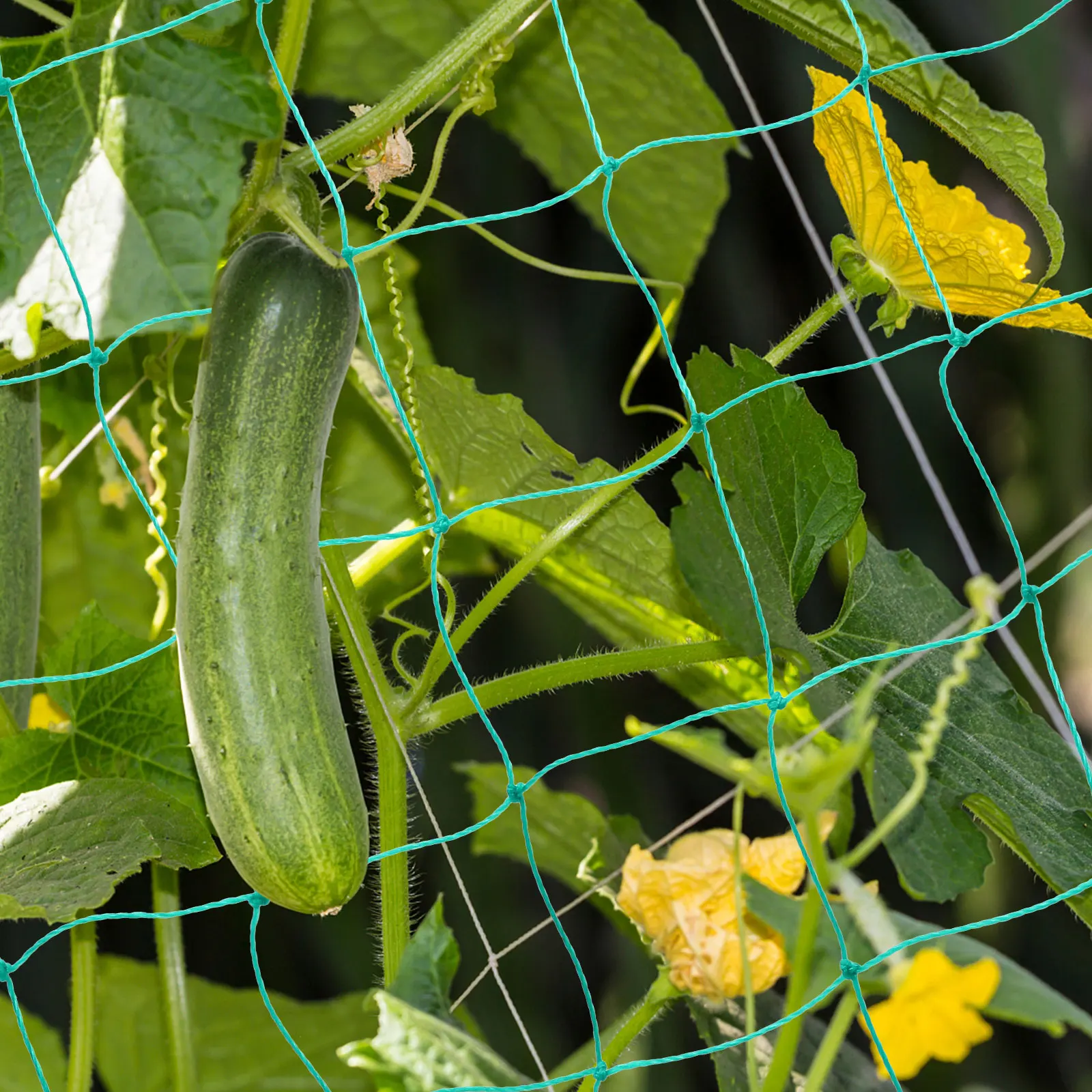 Gardening Climbing Net Plant Trellis Netting for House Plants Vegetable Nets Green Flower Lightweight Durable
Gardening Climbing Net Plant Trellis Netting for House Plants Vegetable Nets Green Flower Lightweight Durable