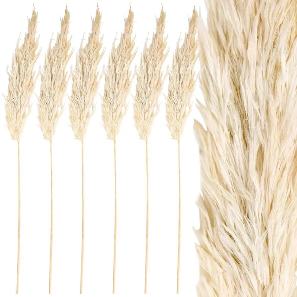 Real Dried Pampas Grass Decor Plumes, 28-32 Hes, White Color, Bulk Of 96 Pcs Pampas Ornamental Grass Plant Stems For Weddings,
Real Dried Pampas Grass Decor Plumes, 28-32 Hes, White Color, Bulk Of 96 Pcs Pampas Ornamental Grass Plant Stems For Weddings,