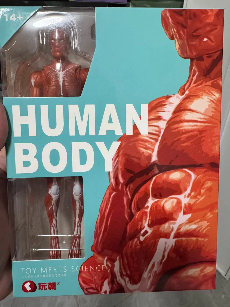 In Stock Keepgoing 1/12 Scale Male Soldier Super Movable Human Muscle Model Body 6inch Joint Action Figure Doll
In Stock Keepgoing 1/12 Scale Male Soldier Super Movable Human Muscle Model Body 6inch Joint Action Figure Doll
