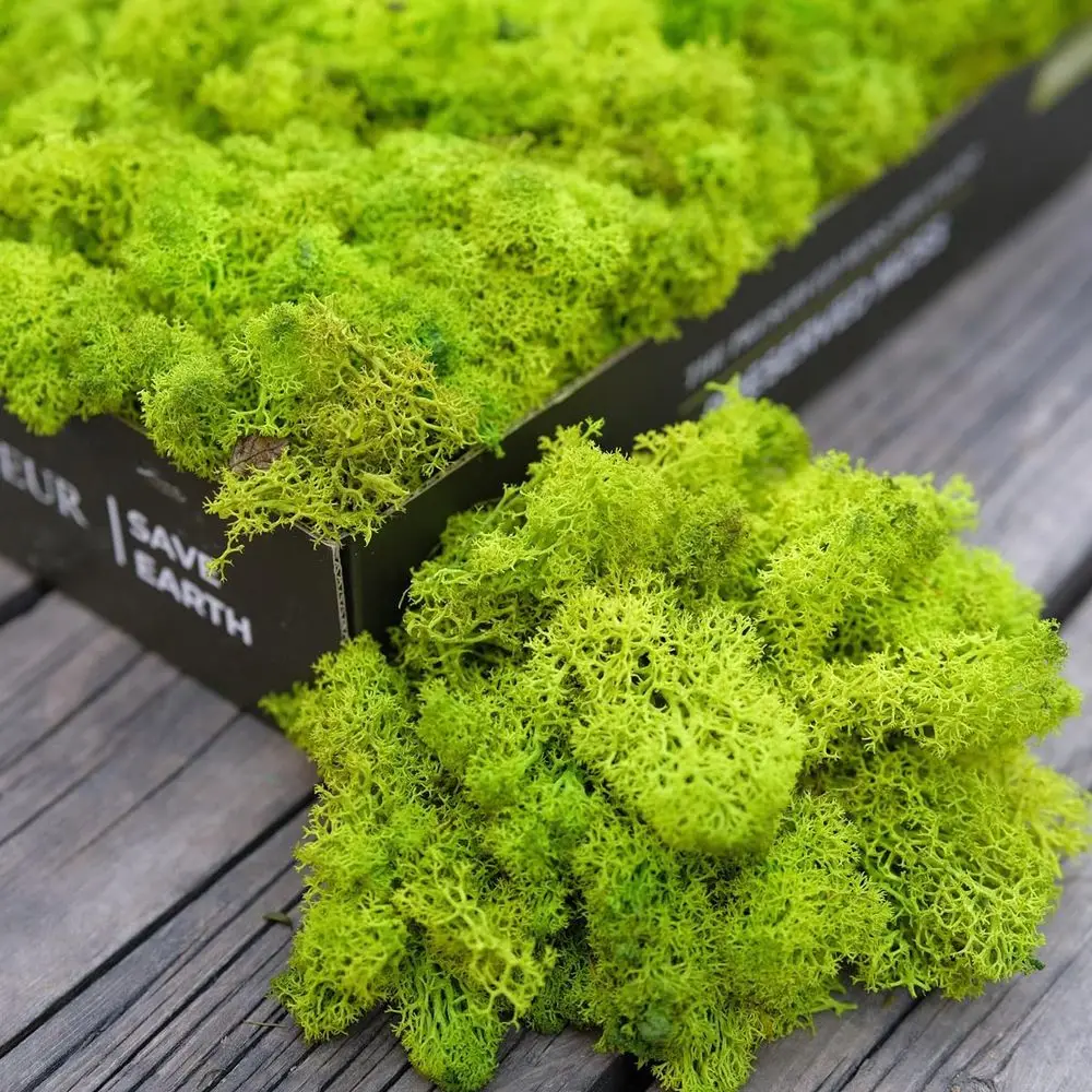 Natural Preserved Reindeer Moss Kit for DIY Green Wall Art, Florist Decor, Easter, and Weddings
Natural Preserved Reindeer Moss Kit for DIY Green Wall Art, Florist Decor, Easter, and Weddings