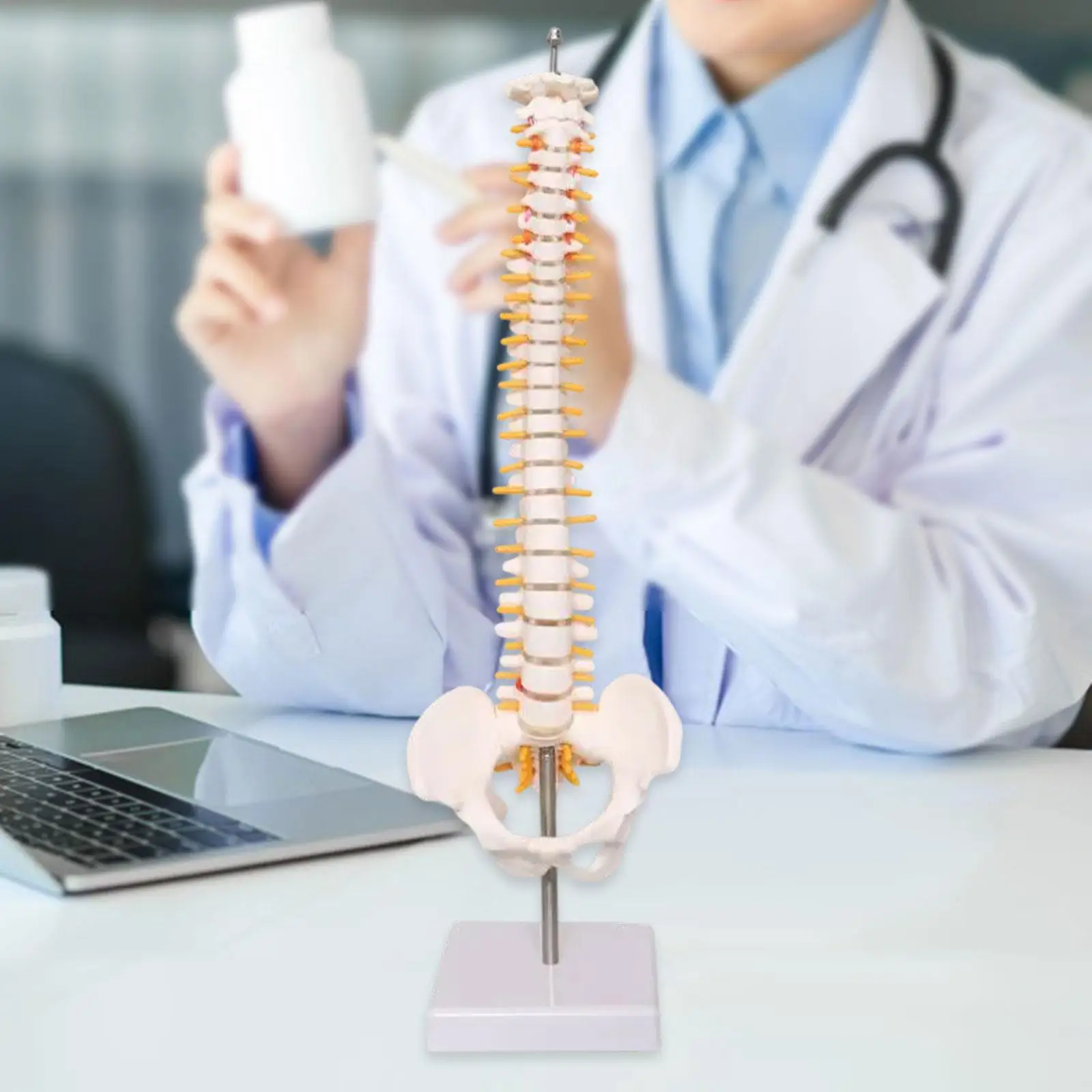 Spine Model Scientific Teaching 45 cm Decoration Detailed Vertebral Column Model Spinal Cord Model Spine Display Stand
Spine Model Scientific Teaching 45 cm Decoration Detailed Vertebral Column Model Spinal Cord Model Spine Display Stand