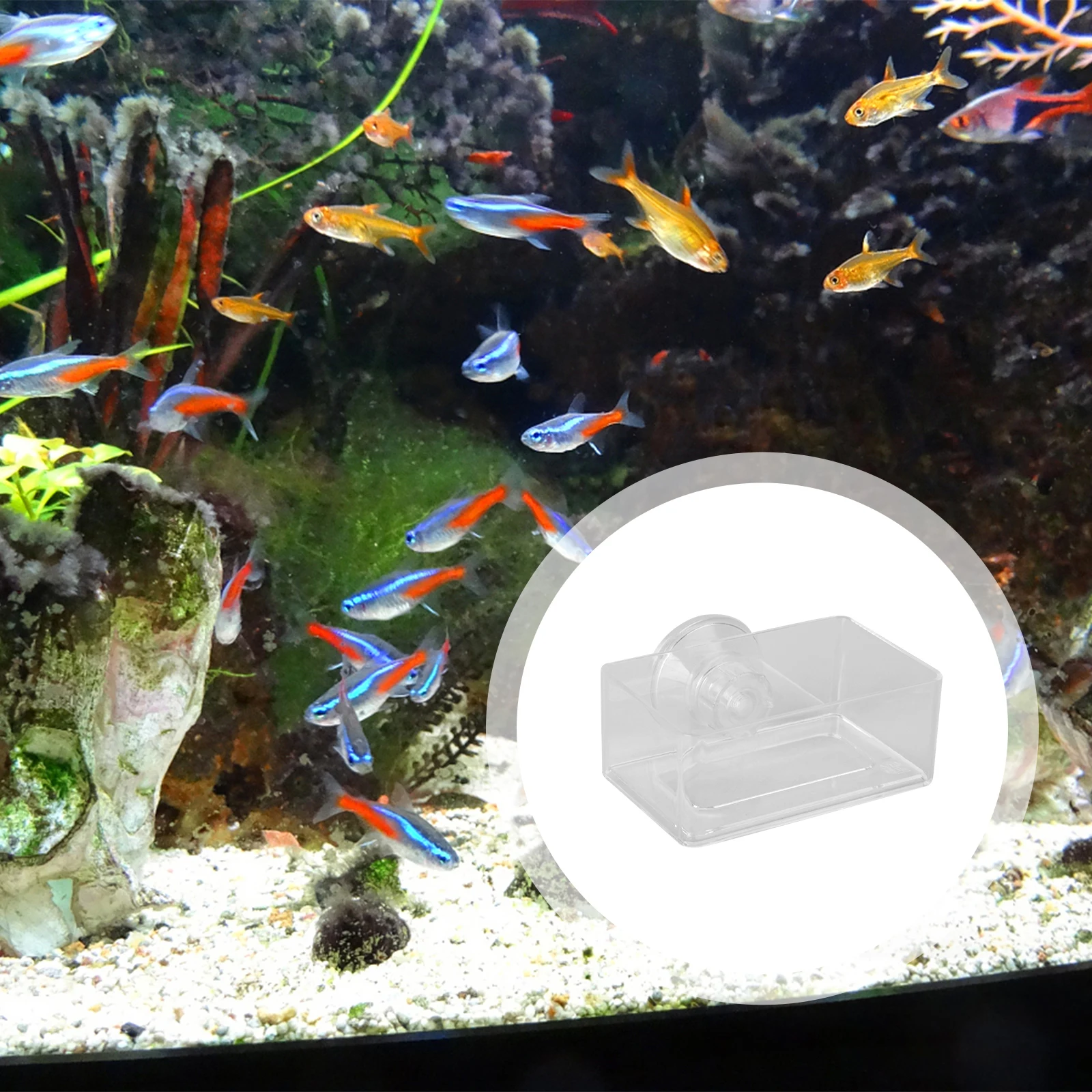 Feeder Aquarium Food Fish Tank Feeding Float Tool Container Acrylic Anti-floating Ring Tray
Feeder Aquarium Food Fish Tank Feeding Float Tool Container Acrylic Anti-floating Ring Tray