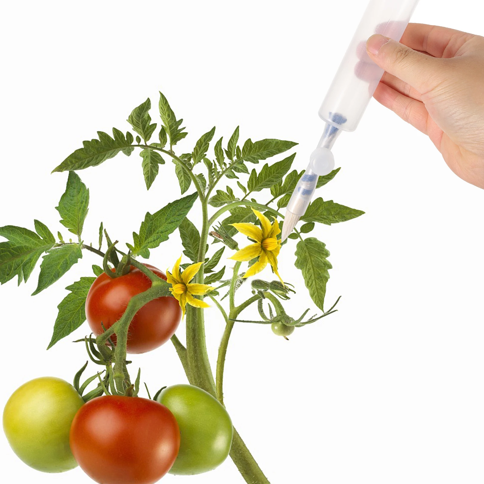 2pcs Tomato Brush Manual For Indoor Plants Efficient Garden For Tomatoes Eggplants Cucumbers Vegetable Plant Pollinator Brush
2pcs Tomato Brush Manual For Indoor Plants Efficient Garden For Tomatoes Eggplants Cucumbers Vegetable Plant Pollinator Brush