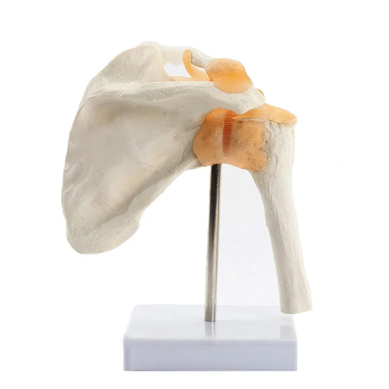 Life Size Human Anatomy Skeleton Shoulder Joint Bone Model for Teaching Study Equipment Tool
Life Size Human Anatomy Skeleton Shoulder Joint Bone Model for Teaching Study Equipment Tool