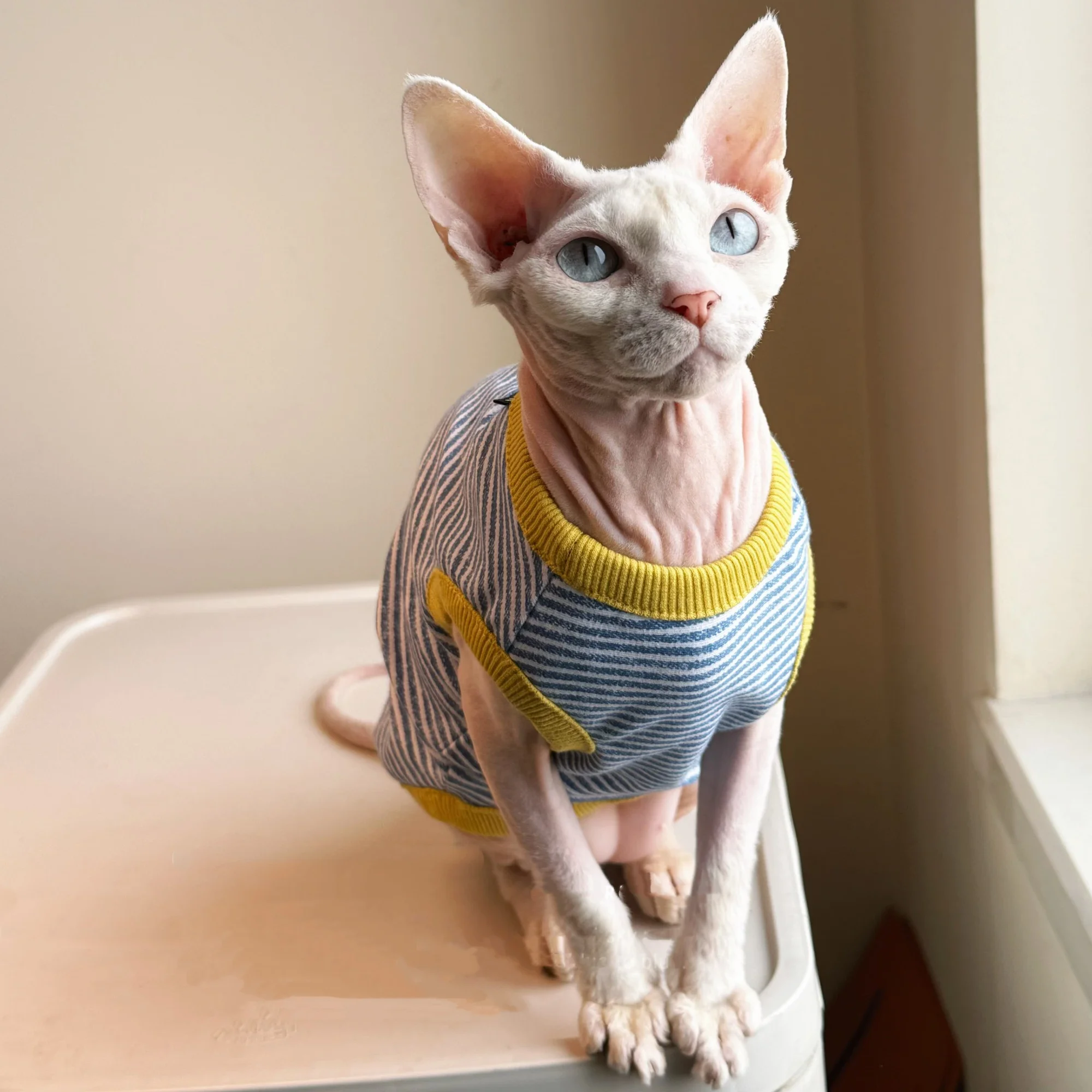 Blue Yellow Striped T-Shirt for Sphynx Cat Soft Sleeveless Cotton Coat for Kittens Elastic Vest For Devon Rex Loungewear for Cat
Blue Yellow Striped T-Shirt for Sphynx Cat Soft Sleeveless Cotton Coat for Kittens Elastic Vest For Devon Rex Loungewear for Cat