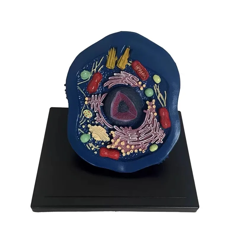 Teaching aids Biological teaching instrument Animal cell model free shipping
Teaching aids Biological teaching instrument Animal cell model free shipping