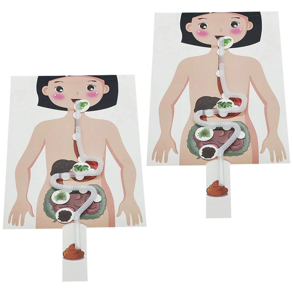 2 Sets Digestive System Model Kids DIY Supplies Human Toys Food Plastic Educational Simulation Child
2 Sets Digestive System Model Kids DIY Supplies Human Toys Food Plastic Educational Simulation Child