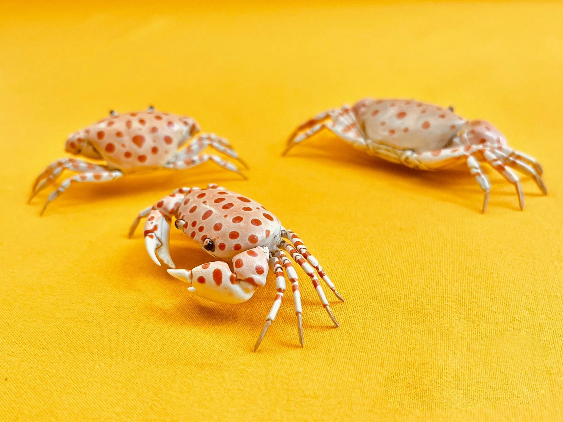 Liagore Rubromaculata настоящий образец краба, специальные изделия ручной работы, коллекционные украшения для домашнего декора, украшение для стола по индивидуальному заказу
Liagore Rubromaculata настоящий образец краба, специальные изделия ручной работы, коллекционные украшения для домашнего декора, украшение для стола по индивидуальному заказу