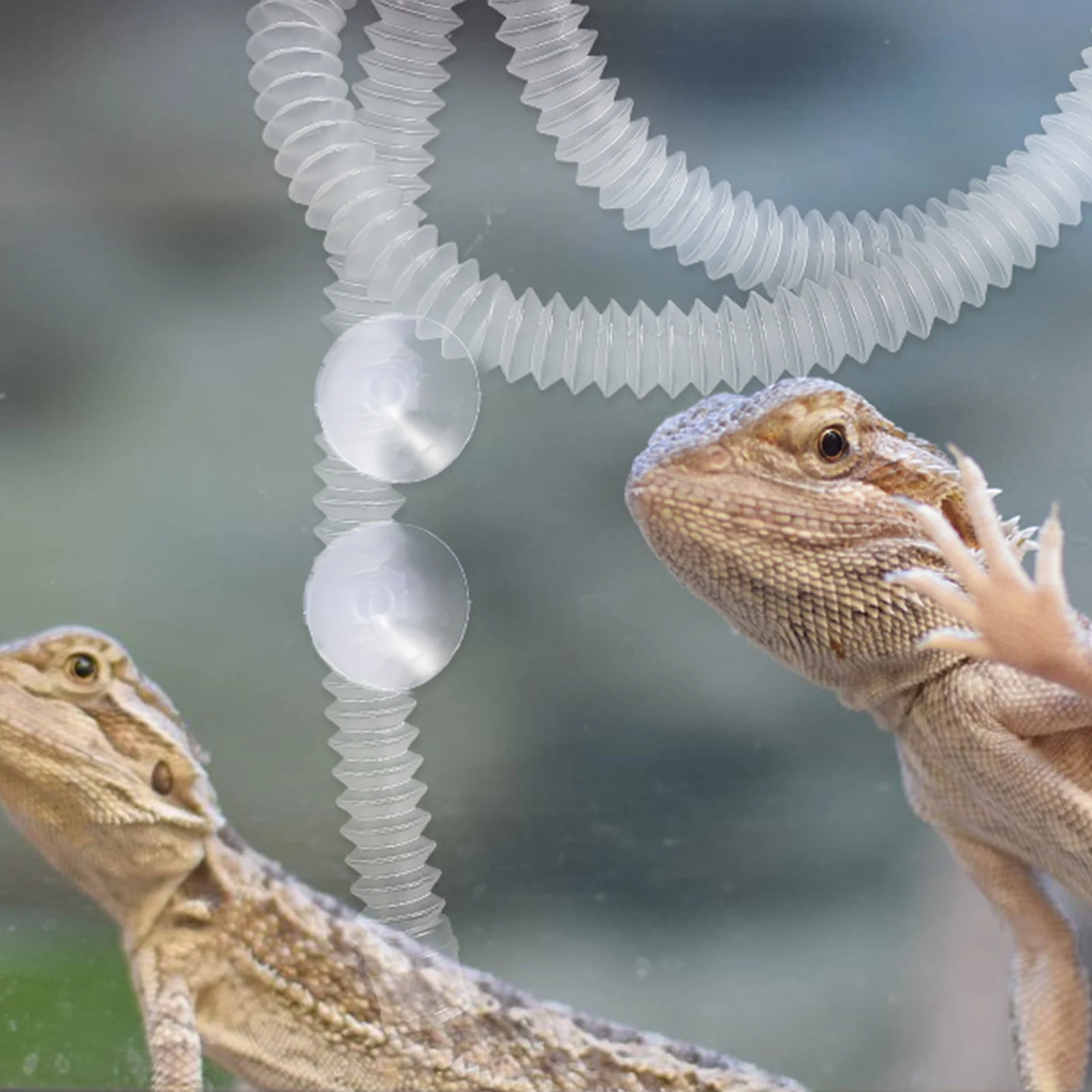 Reptile Humidifier Tube Stretchable Hose Suction Reptile Humidifiers Supply Cup Terrarium Glass Container Pet Supplies
Reptile Humidifier Tube Stretchable Hose Suction Reptile Humidifiers Supply Cup Terrarium Glass Container Pet Supplies