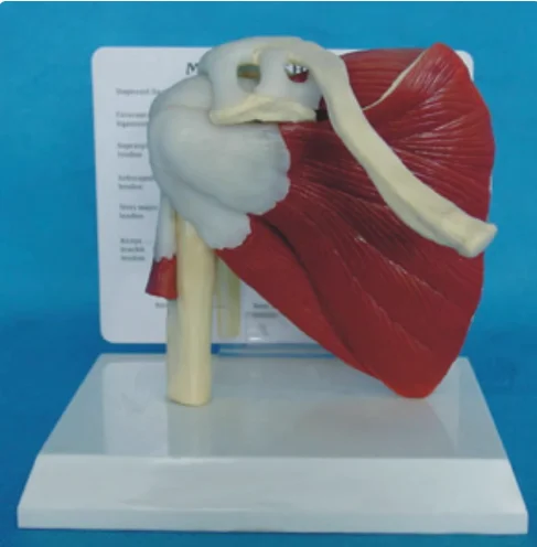 Medical teaching display of human muscle shoulder joint function model scapula skeleton skeleton model
Medical teaching display of human muscle shoulder joint function model scapula skeleton skeleton model