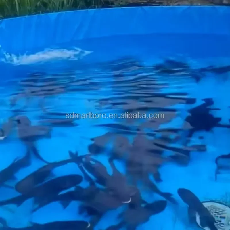SDM Steel Fish Tank for Aquaculture Fish Farming for Tilapia Carp Catfish Fish Pond Tank
SDM Steel Fish Tank for Aquaculture Fish Farming for Tilapia Carp Catfish Fish Pond Tank