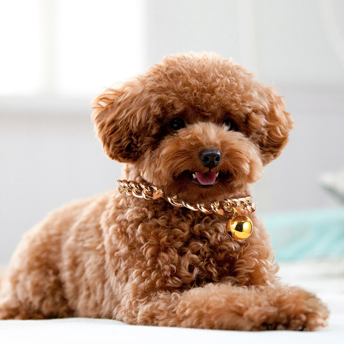 Dog Collar Chain Necklace with Bell Wedding Copper Cat Dogs Collars Pet Jewelry Large
Dog Collar Chain Necklace with Bell Wedding Copper Cat Dogs Collars Pet Jewelry Large