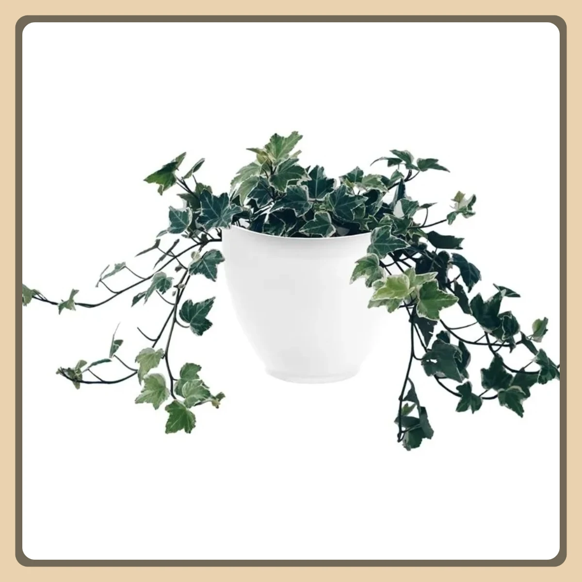 Plastic Hanging Garden Planter 8in, White Wall Pot for Indoor Outdoor Herbs & Flowers
Plastic Hanging Garden Planter 8in, White Wall Pot for Indoor Outdoor Herbs & Flowers
