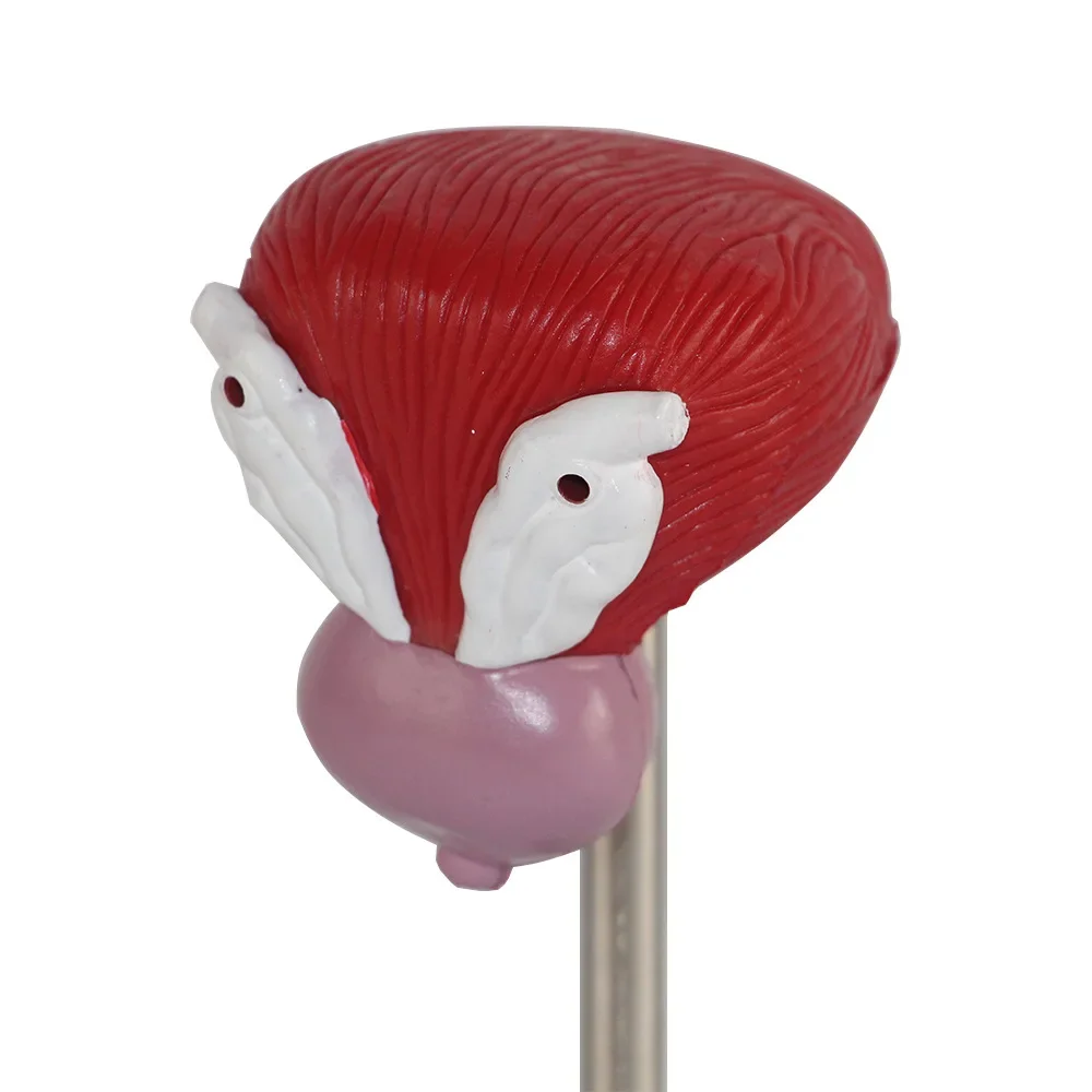 Natural Human Bladder Model, Prostate Model, Anatomy Of Urinary And Reproductive System
Natural Human Bladder Model, Prostate Model, Anatomy Of Urinary And Reproductive System