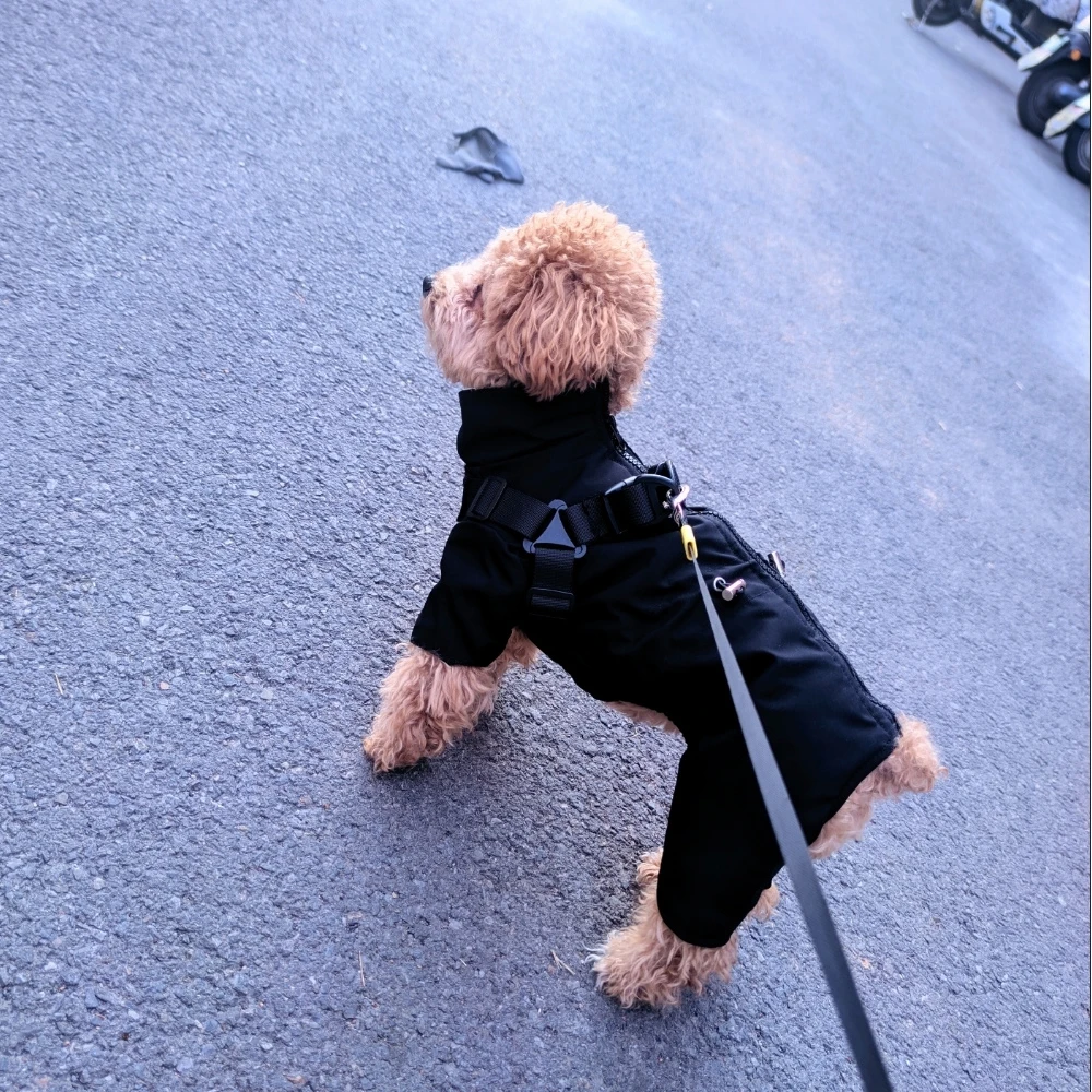 Pet Dog Windproof waterproof Jacket Lightweight Dog Outdoor Jackets Dog Winter Jumpsuit Dog Rain Coat For Small Medium Dogs Cats
Pet Dog Windproof waterproof Jacket Lightweight Dog Outdoor Jackets Dog Winter Jumpsuit Dog Rain Coat For Small Medium Dogs Cats