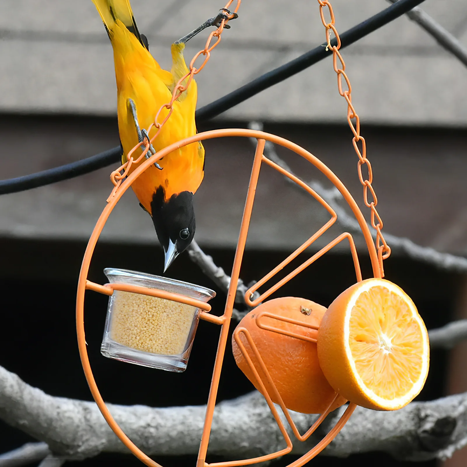 Hanging Glass Bird Feeder for Balcony Garden - Outdoor Feeding Cup for Hummingbirds Wild Birds, Elegant Decorative Bird Feeding
Hanging Glass Bird Feeder for Balcony Garden - Outdoor Feeding Cup for Hummingbirds Wild Birds, Elegant Decorative Bird Feeding