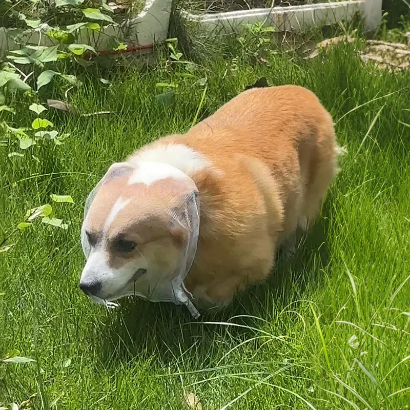 Adjustable Dog Muzzle Anti-Bite Anti-Licking Anti-Eating Random Food Outdoor Walking Mesh Cover Breathable for Small Medium Dogs
Adjustable Dog Muzzle Anti-Bite Anti-Licking Anti-Eating Random Food Outdoor Walking Mesh Cover Breathable for Small Medium Dogs