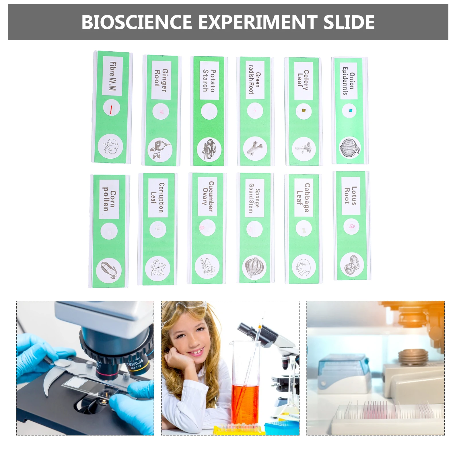 12 Pcs Microscope Accessories ABS Sample Specimens Prepared Slides for Kids Vegetable Collection Plastic Child
12 Pcs Microscope Accessories ABS Sample Specimens Prepared Slides for Kids Vegetable Collection Plastic Child