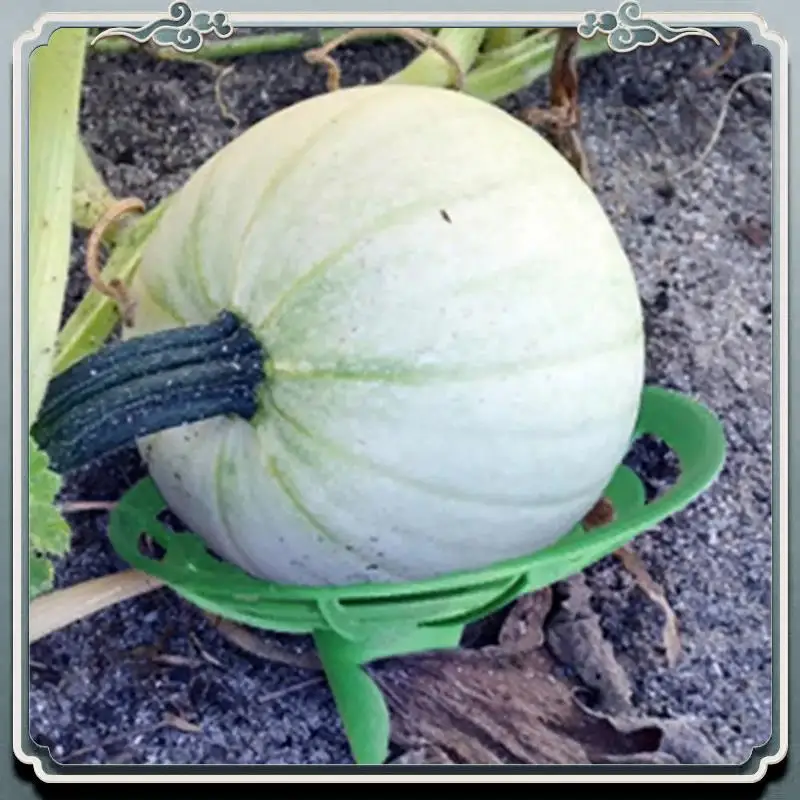 Durable Strawberry Support Squash Protector Stand Garden Pumpkin Support Stand Trellis Avoid Ground Rot For Watermelons Squash
Durable Strawberry Support Squash Protector Stand Garden Pumpkin Support Stand Trellis Avoid Ground Rot For Watermelons Squash