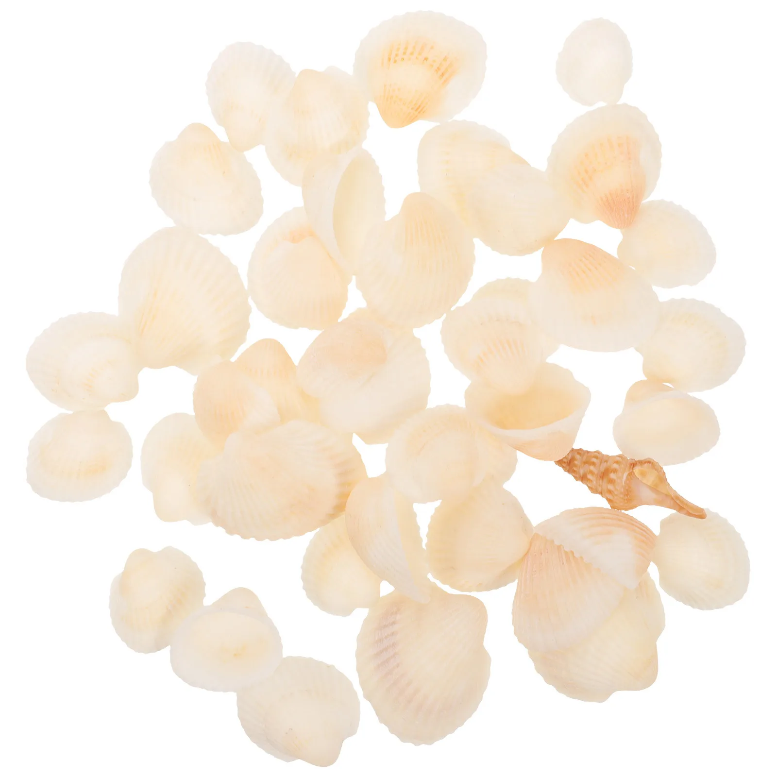 Seashell Decorations Diy Craft Shells Crafts Decorative Seashells Small Crafting 
Seashell Decorations Diy Craft Shells Crafts Decorative Seashells Small Crafting