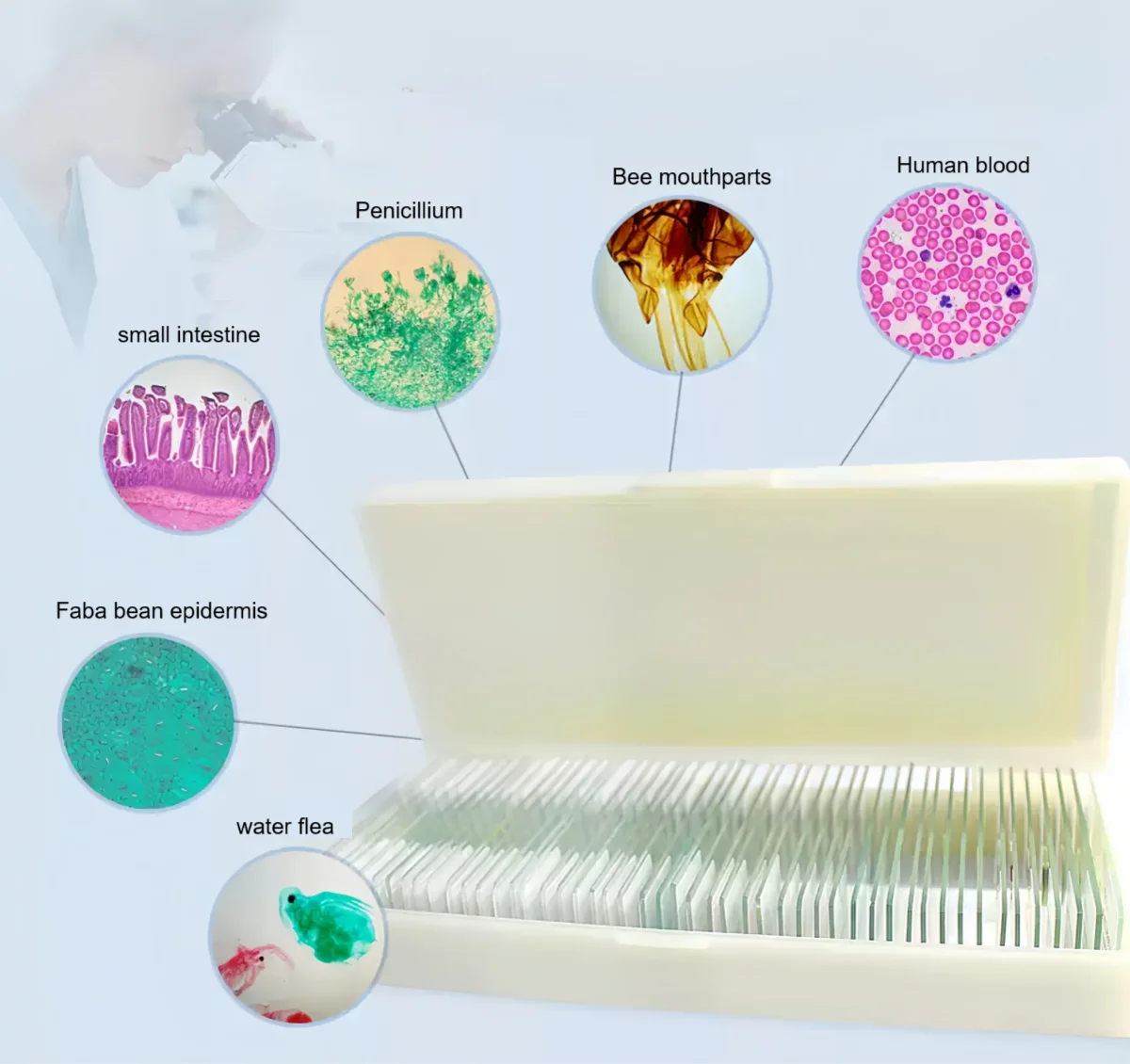 50PC Slices Microscope slides Specimen Animal Plant Insect Microorganism Microbe Sample Section Lab Biological Permanent Slicing
50PC Slices Microscope slides Specimen Animal Plant Insect Microorganism Microbe Sample Section Lab Biological Permanent Slicing