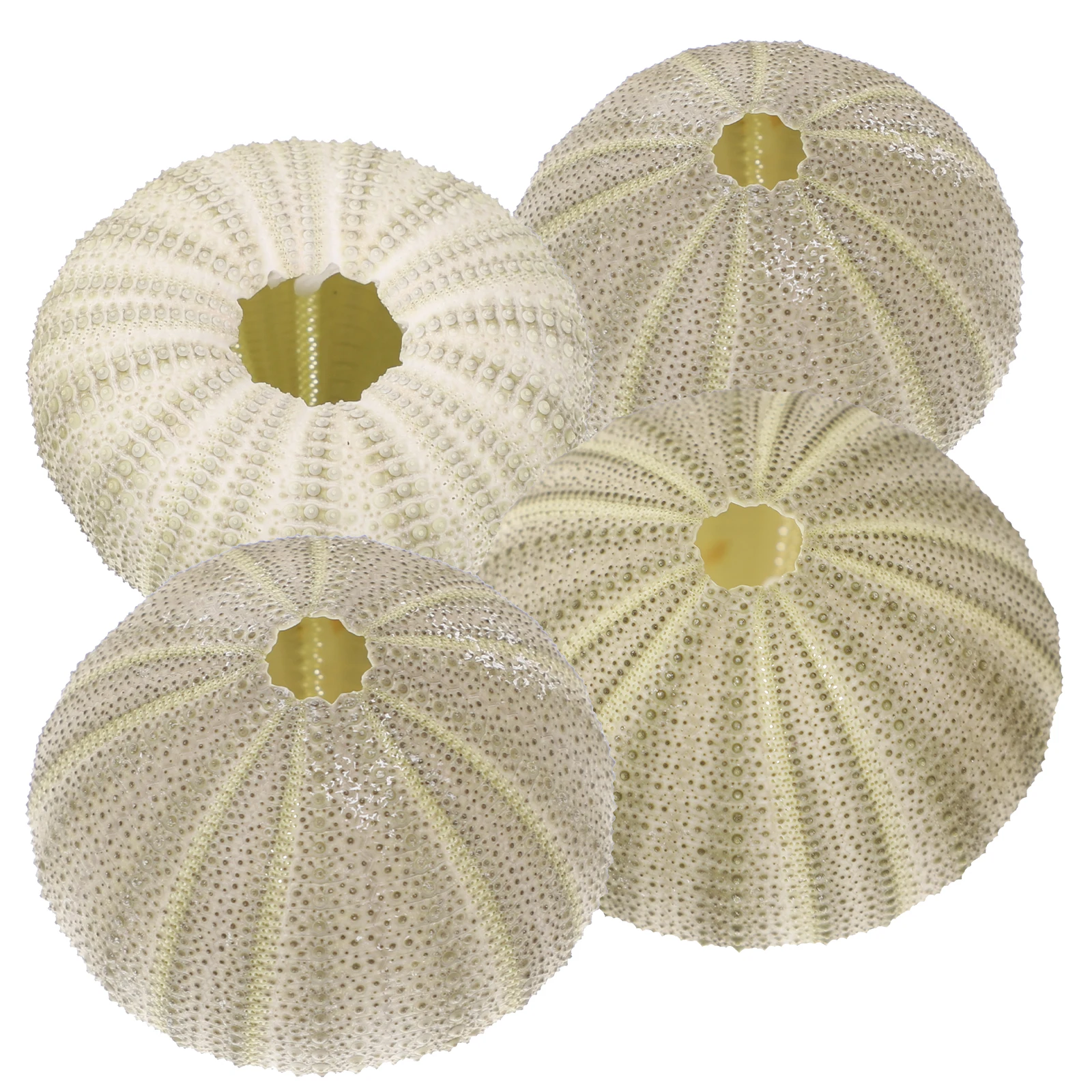 4 Pcs Conch Shell Sea Shells DIY Pineapple Container Planting Holder Pot Turbine
4 Pcs Conch Shell Sea Shells DIY Pineapple Container Planting Holder Pot Turbine