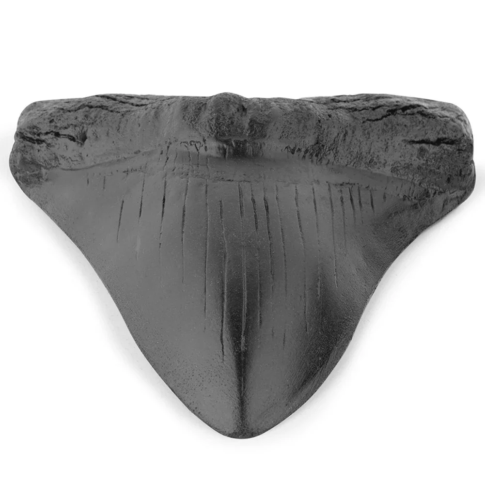 Гигантские морские зубы Megalodon, Обучающие реквизиты, модель Зубов Акулы 5 дюймов, украшение для дома, Реплика Зубов Акулы для детей
Гигантские морские зубы Megalodon, Обучающие реквизиты, модель Зубов Акулы 5 дюймов, украшение для дома, Реплика Зубов Акулы для детей