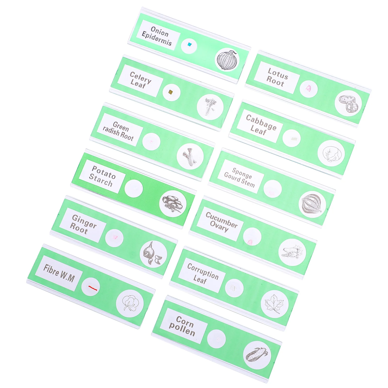 12pcs Prepared Slides Vegetable Specimens For Kids Biological Education Microscope Slide Accessoriesabs Sample Specimens Stereo
12pcs Prepared Slides Vegetable Specimens For Kids Biological Education Microscope Slide Accessoriesabs Sample Specimens Stereo