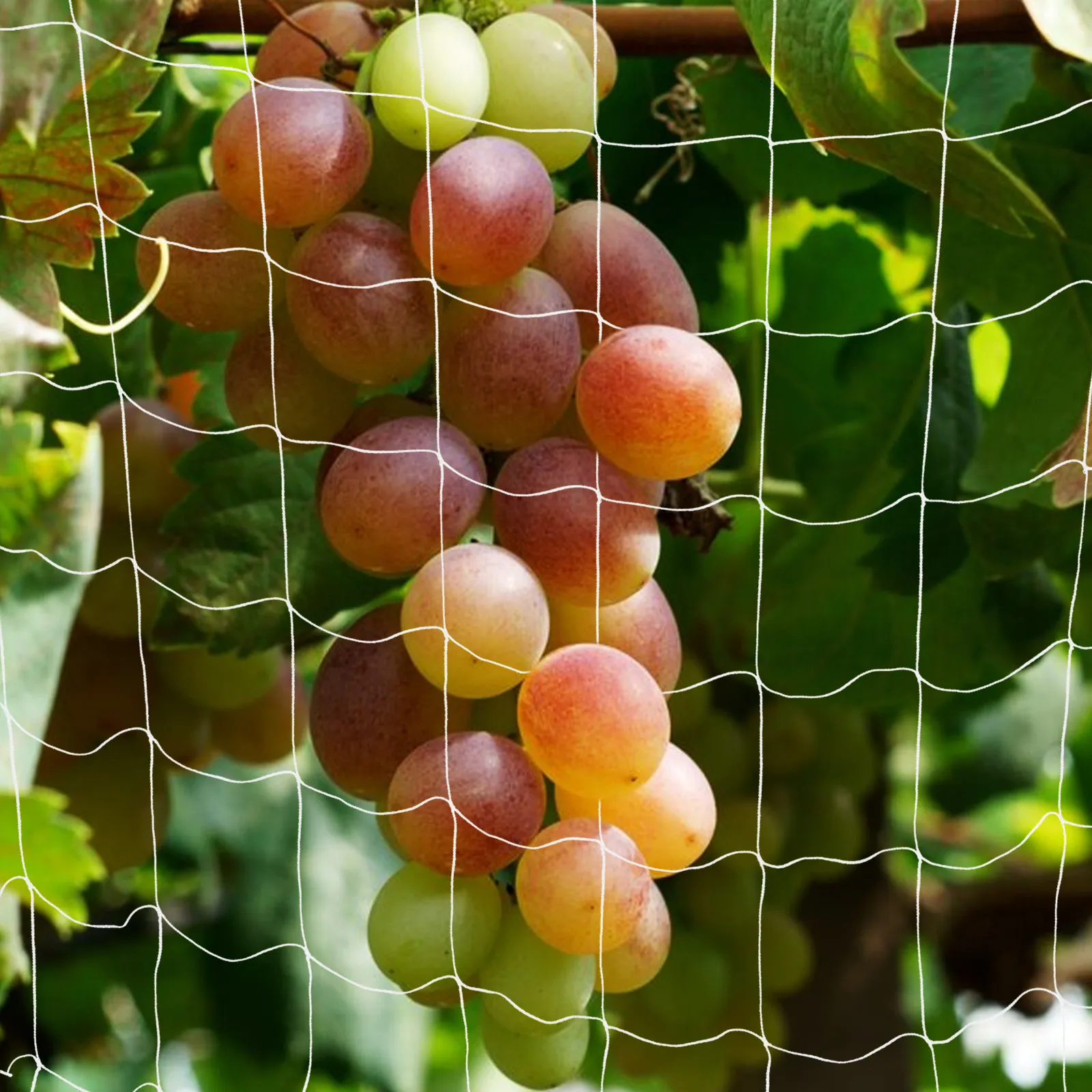 Trellis Net Plant Climbing Netting Flexible Polyester Garden Trellis Net for Vine Climbing Plant Support Flower Garden Balcony
Trellis Net Plant Climbing Netting Flexible Polyester Garden Trellis Net for Vine Climbing Plant Support Flower Garden Balcony
