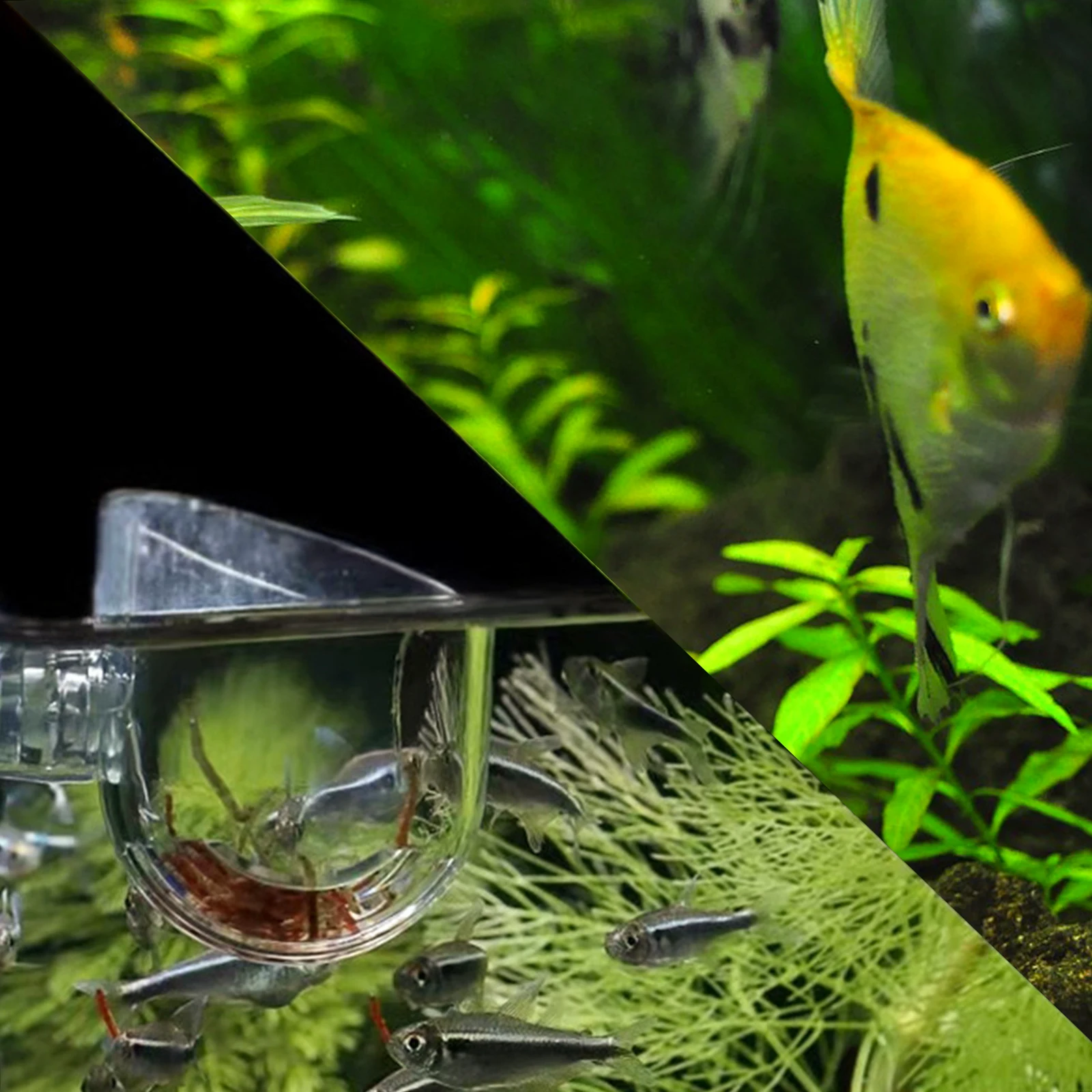4pcs Cups Bloodworm Feeders Durable Acrylic Fish Feeding Dispenser White Aquatic Plant Cups Freshwater Shrimp Bait Feeder
4pcs Cups Bloodworm Feeders Durable Acrylic Fish Feeding Dispenser White Aquatic Plant Cups Freshwater Shrimp Bait Feeder