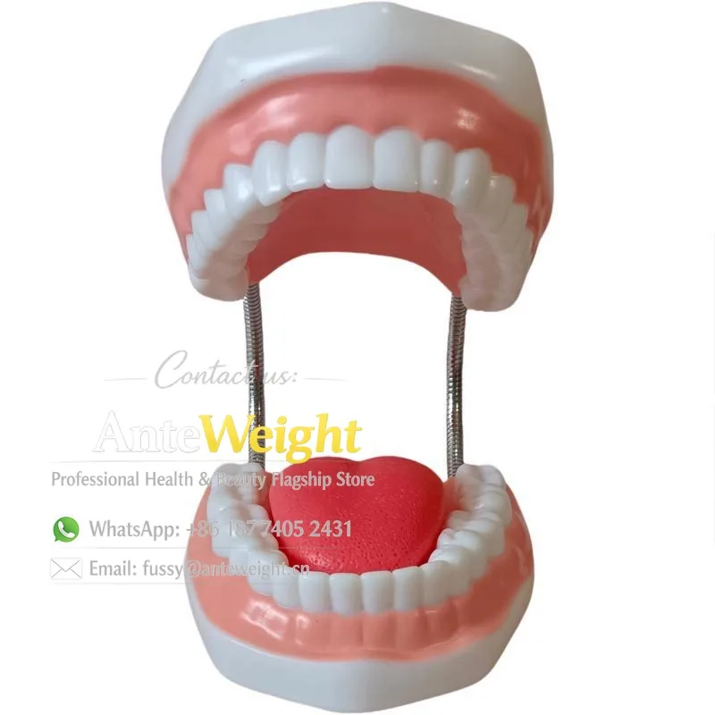 6X Enlarged Dental Model with Tongue, Baby Oral Education Teeth Brushing Practice | Hospital Dental Clinic Teaching Aid for Kids
6X Enlarged Dental Model with Tongue, Baby Oral Education Teeth Brushing Practice | Hospital Dental Clinic Teaching Aid for Kids