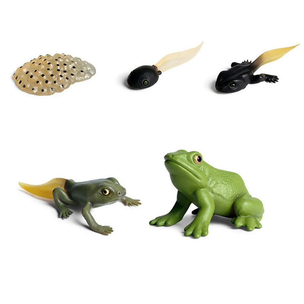 Butterfly Growth Cycle Chicken Teaching Material Life Cycle Figurine Growth Cycle Model Simulation Animals Action Figures
Butterfly Growth Cycle Chicken Teaching Material Life Cycle Figurine Growth Cycle Model Simulation Animals Action Figures