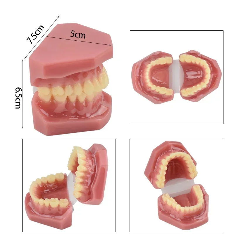 New Dental Adult Model Resin Normal Dentistry Medical Teeth Model Studying Teaching Education Oral Dental Products
New Dental Adult Model Resin Normal Dentistry Medical Teeth Model Studying Teaching Education Oral Dental Products