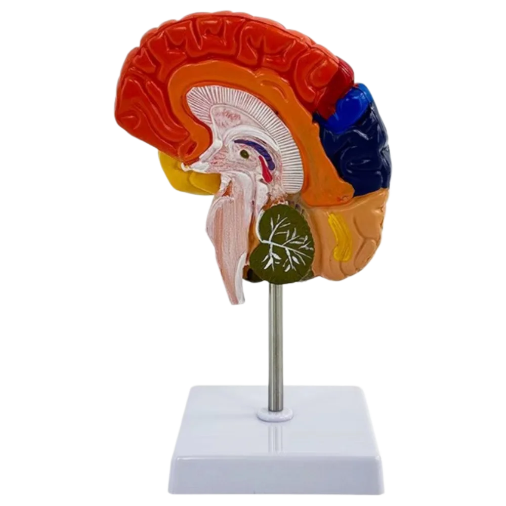 Half Color Division Brain Anatomy Model for Science Study Display Teaching Medical Model
Half Color Division Brain Anatomy Model for Science Study Display Teaching Medical Model