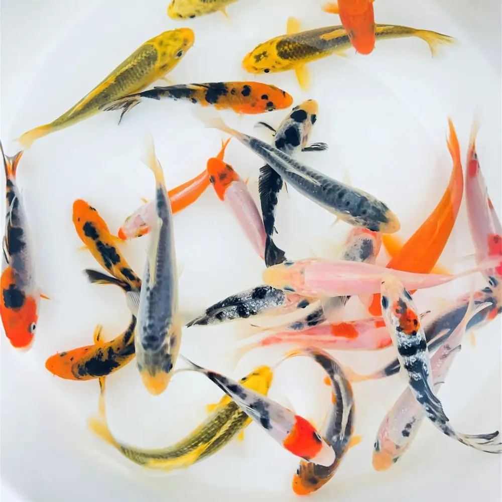 4-5 Inch Koi Fish, 50 Pack, Ideal for Ornamental Ponds and Aquariums
4-5 Inch Koi Fish, 50 Pack, Ideal for Ornamental Ponds and Aquariums
