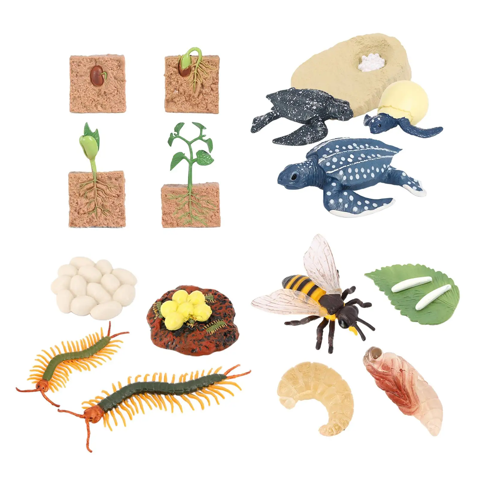 Life Cycle Learning Toys Cognitive Teaching Props Science Educational for Daycare Role Play Storytelling Teaching Presentations
Life Cycle Learning Toys Cognitive Teaching Props Science Educational for Daycare Role Play Storytelling Teaching Presentations