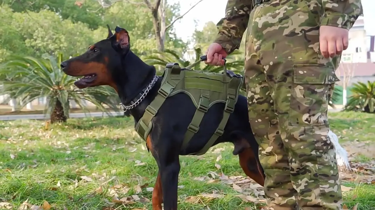 Chest and back dog tactical chest and back traction rope breathable vest reflective outdoortraining chest harness wholesale
Chest and back dog tactical chest and back traction rope breathable vest reflective outdoortraining chest harness wholesale